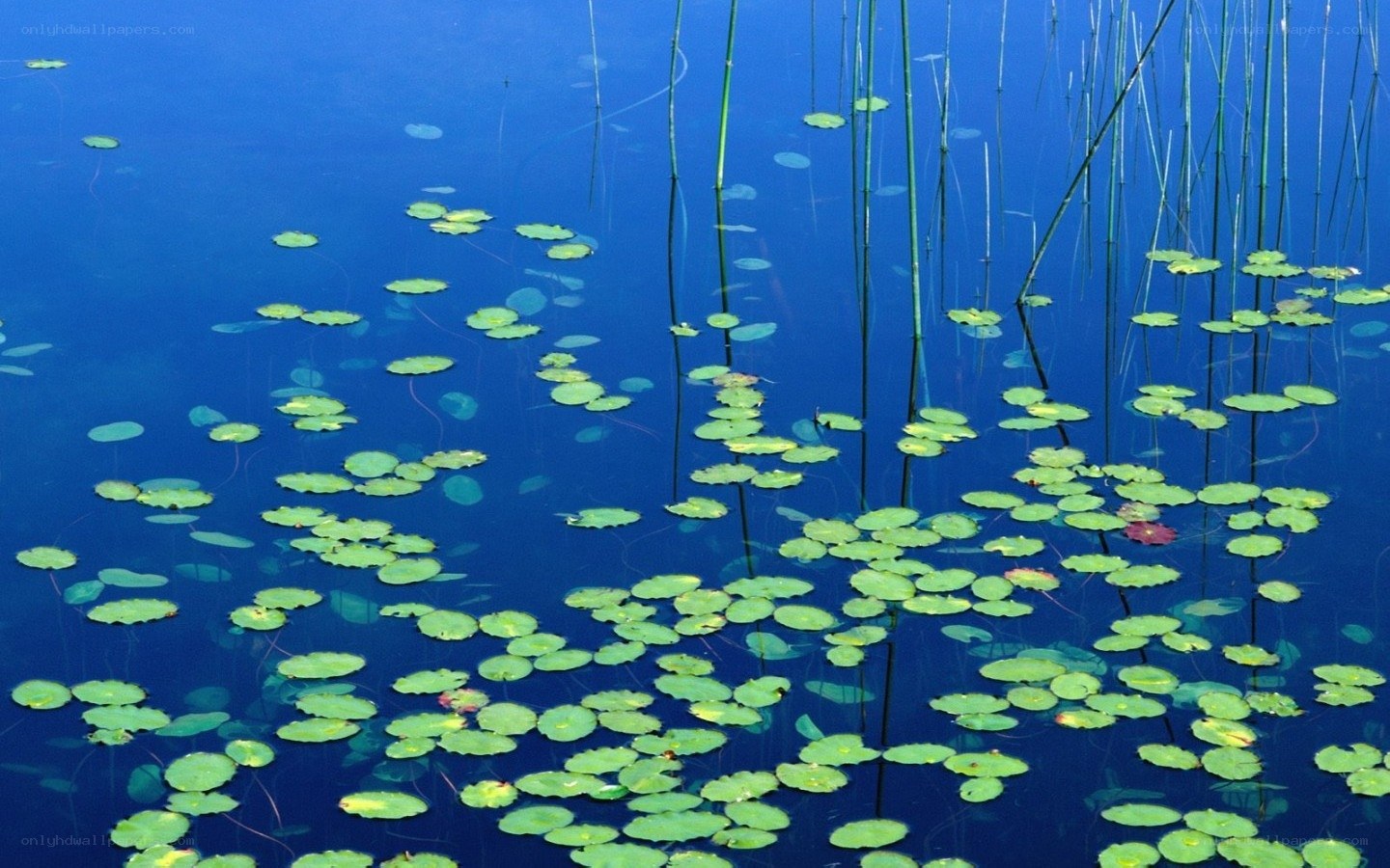 lily pads on blue water