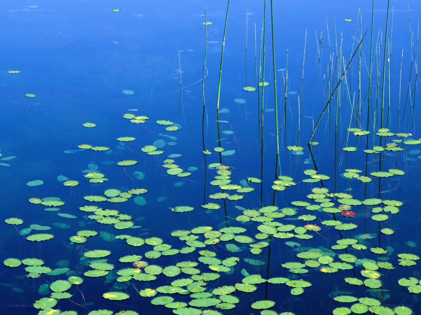 lily pads on blue water
