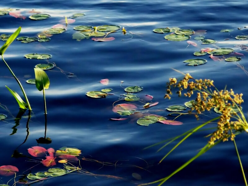 lily pads on calm water