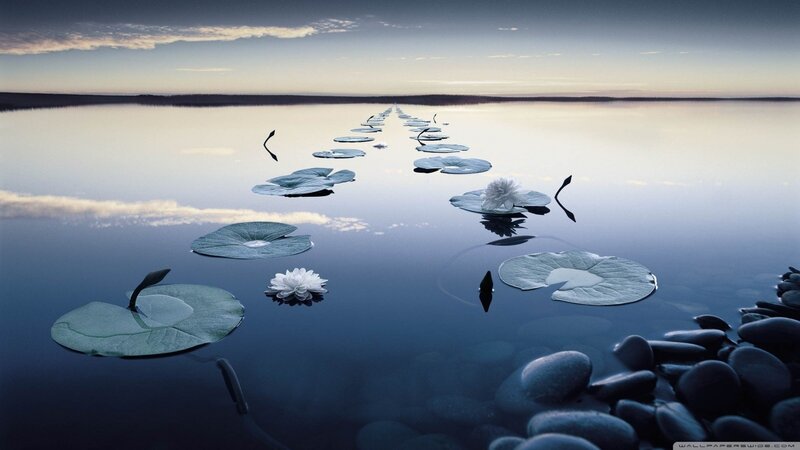 Lily Pads on Calm Water — Blue