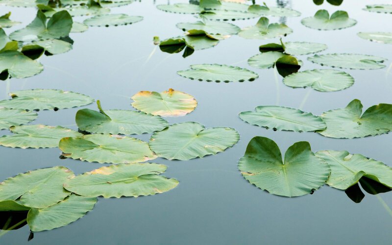 lily pads on calm water