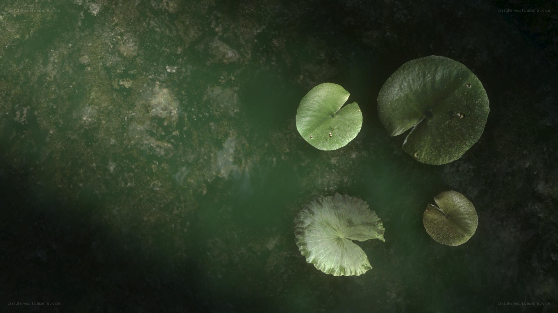 lily pads on dark water