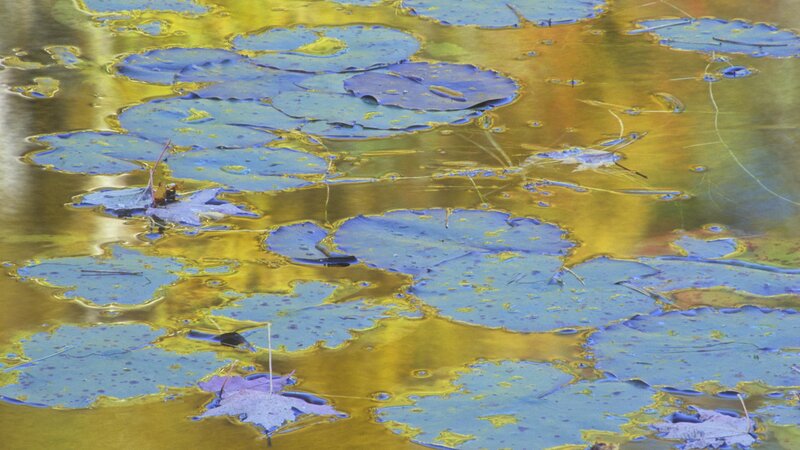lily pads on golden water