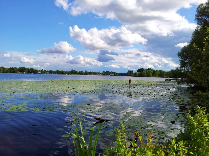 Lily Pads on Lake — Blue, Serene, Afternoon, Photograph