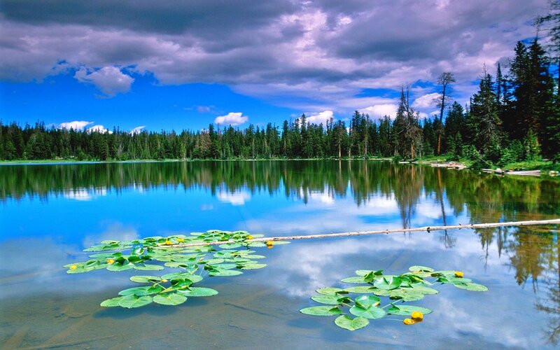 Lily Pads on Lake — Blue, Serene, Afternoon, Photograph, Trees, Clouds