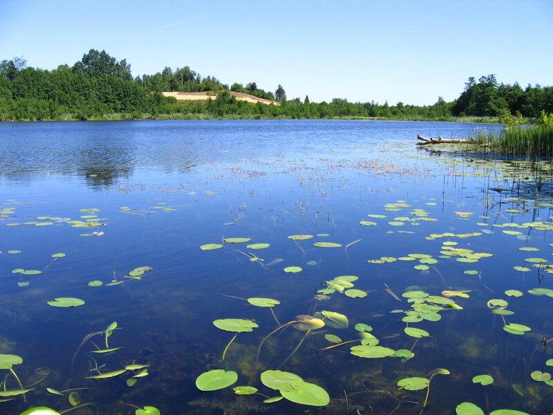 Lily Pads on Lake — Blue, Serene, Afternoon, Photograph, Trees, Sky