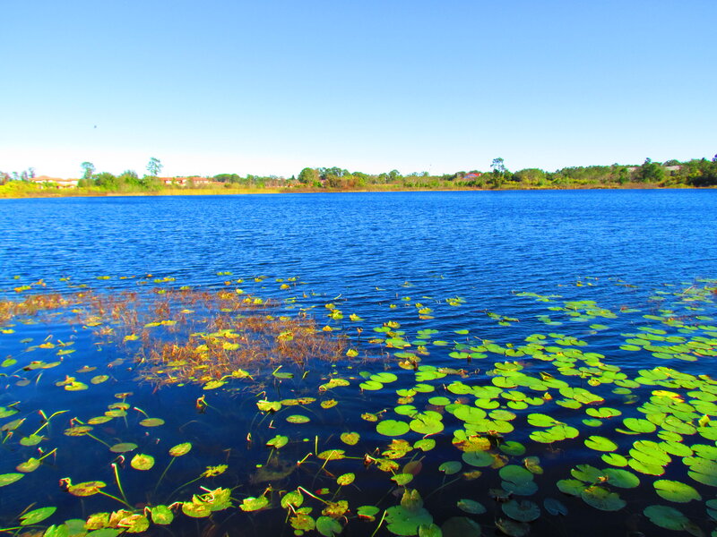 Lily Pads on Lake — Blue, Serene, Afternoon, Photograph, Trees