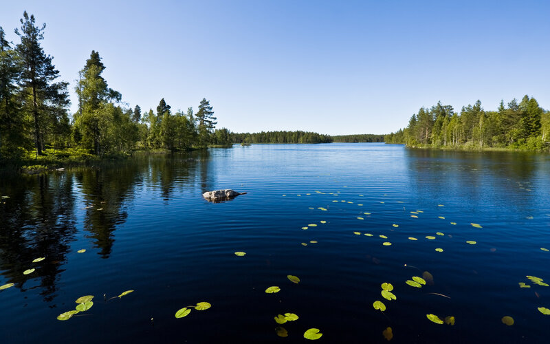 Lily Pads on Lake — Blue, Serene, Afternoon