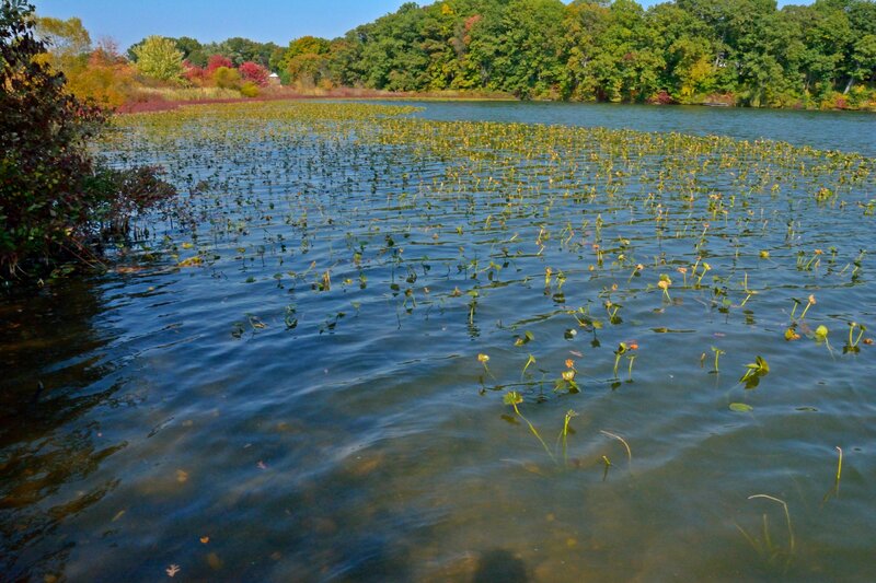 Lily Pads on Lake — Blue, Serene, Autumn