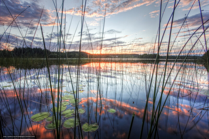 Lily Pads on Lake — Blue, Serene, Sunrise, Photograph