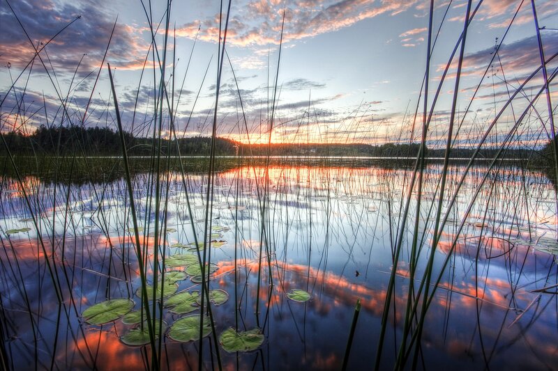 Lily Pads on Lake — Blue, Serene, Sunrise