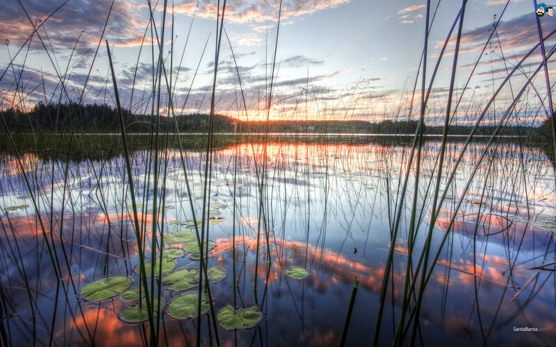 Lily Pads on Lake — Blue, Serene, Sunset