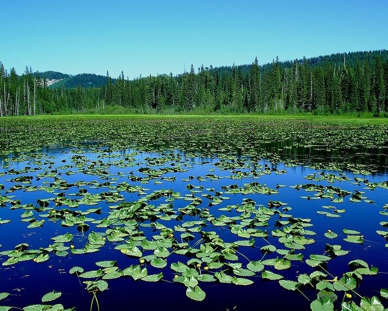 Lily Pads on Lake — Blue, Serene