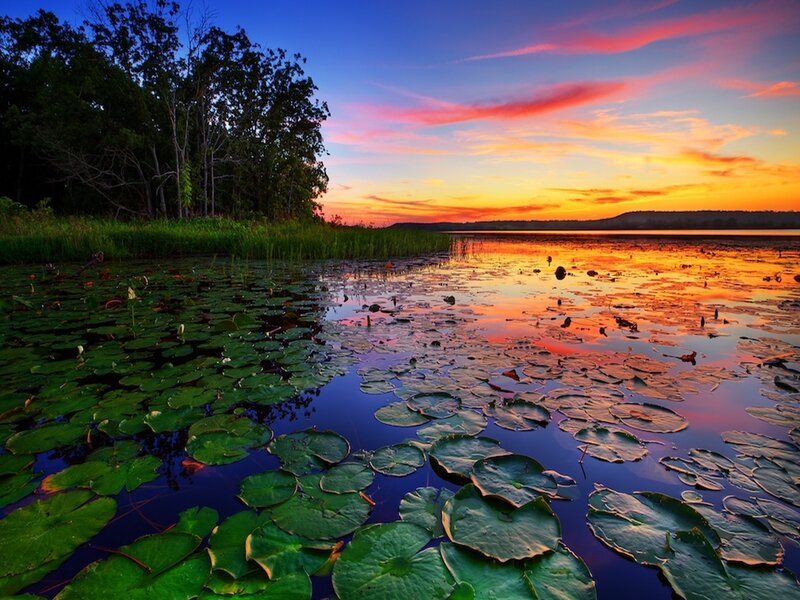 Lily Pads on Lake — Blue