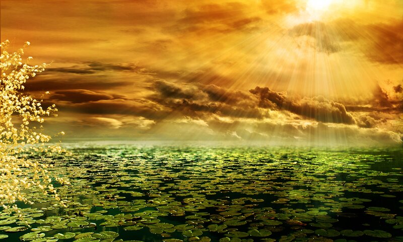 Lily Pads on Lake — Gold