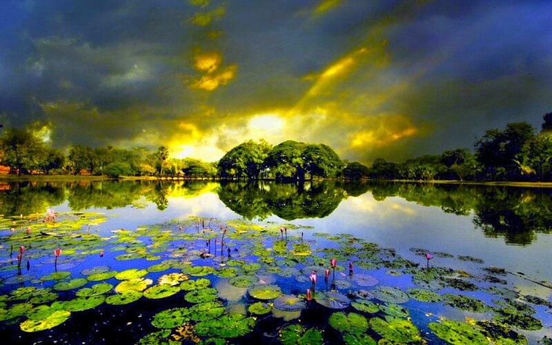 Lily Pads on Lake — Green, Dramatic