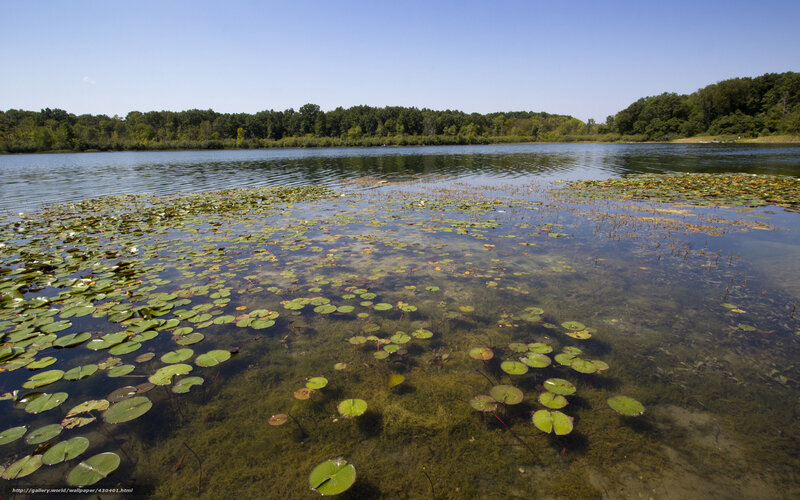 Lily Pads on Lake — Green, Serene, Afternoon, Photograph, Trees, Sky