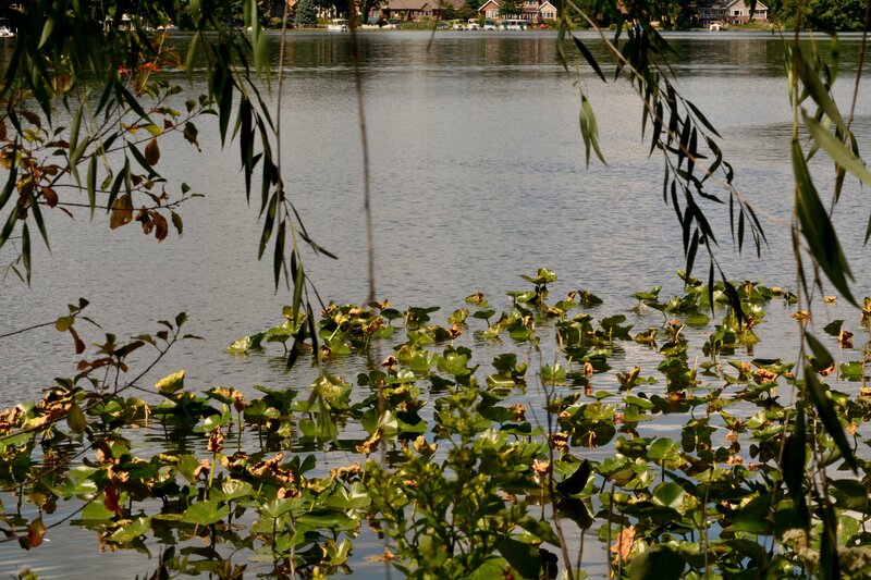 Lily Pads on Lake — Green, Serene, Afternoon, Photograph, Trees