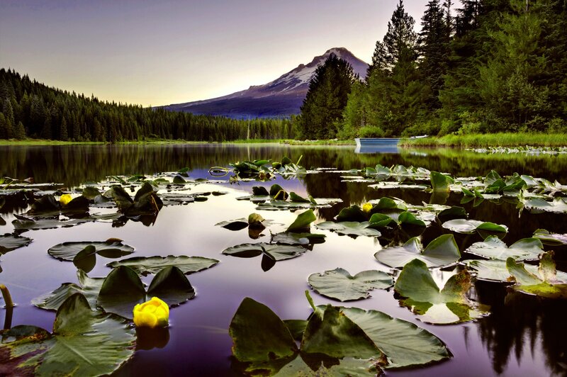 Lily Pads on Lake — Green, Serene, Sunset, Photograph, Mountain