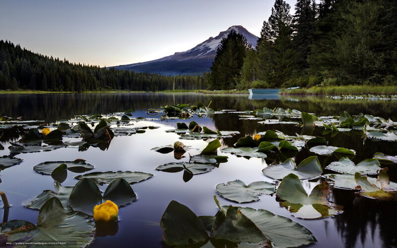 Lily Pads on Lake — Green, Serene, Sunset, Photograph, Mountain, Trees