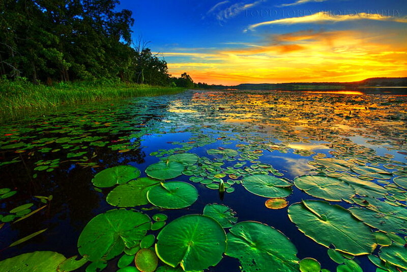 Lily Pads on Lake — Green, Serene, Sunset