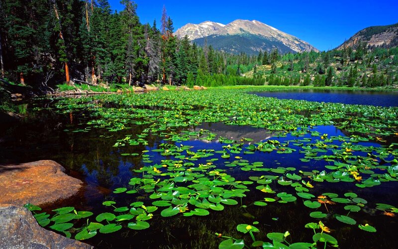 Lily Pads on Lake — Green, Serene