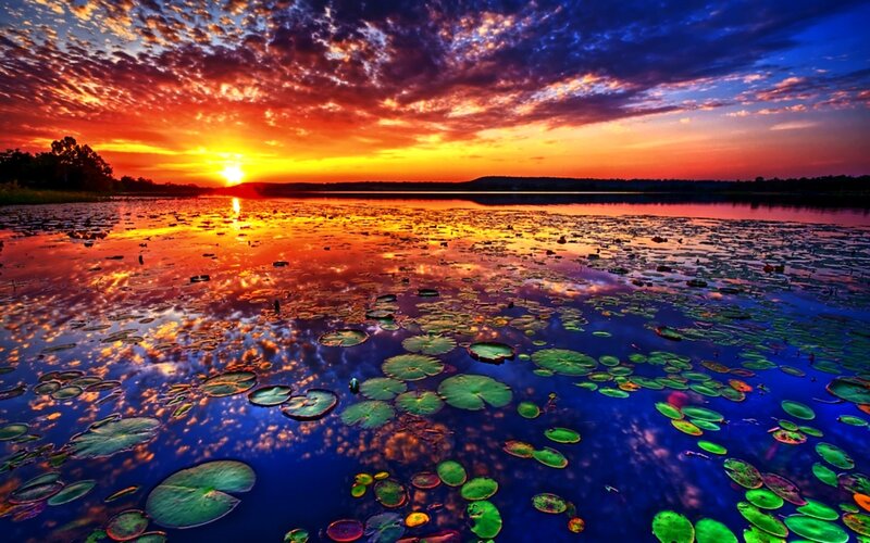 Lily Pads on Lake — Orange, Dramatic, Sunset, Photograph