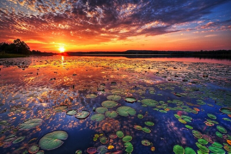 Lily Pads on Lake — Orange, Dramatic, Sunset