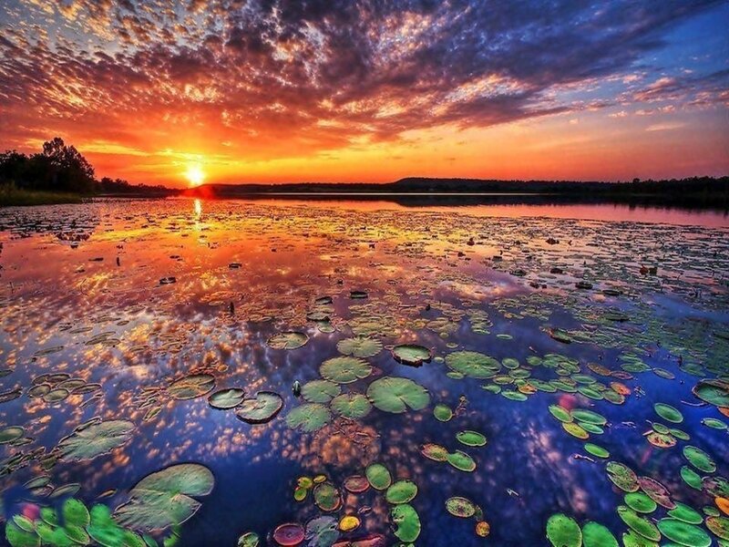 Lily Pads on Lake — Orange, Dramatic