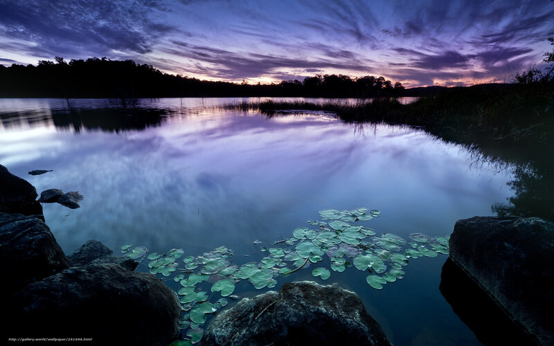 Lily Pads on Lake — Purple, Serene, Sunset, Photograph