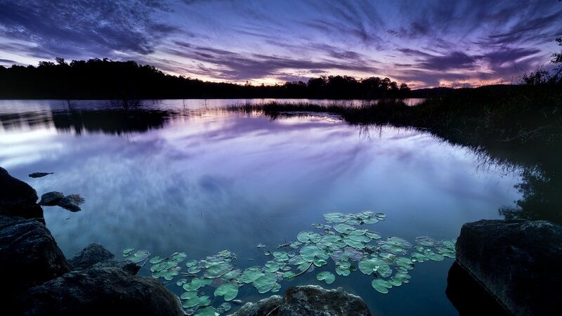 Lily Pads on Lake — Purple, Serene, Sunset