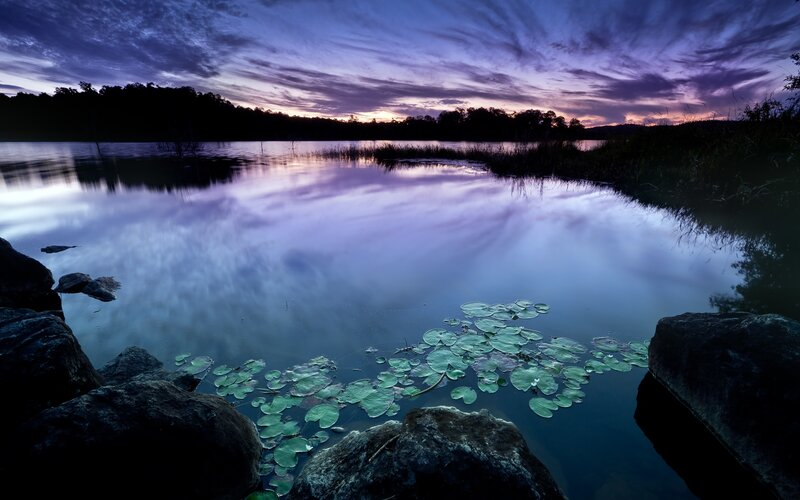 Lily Pads on Lake — Purple, Serene