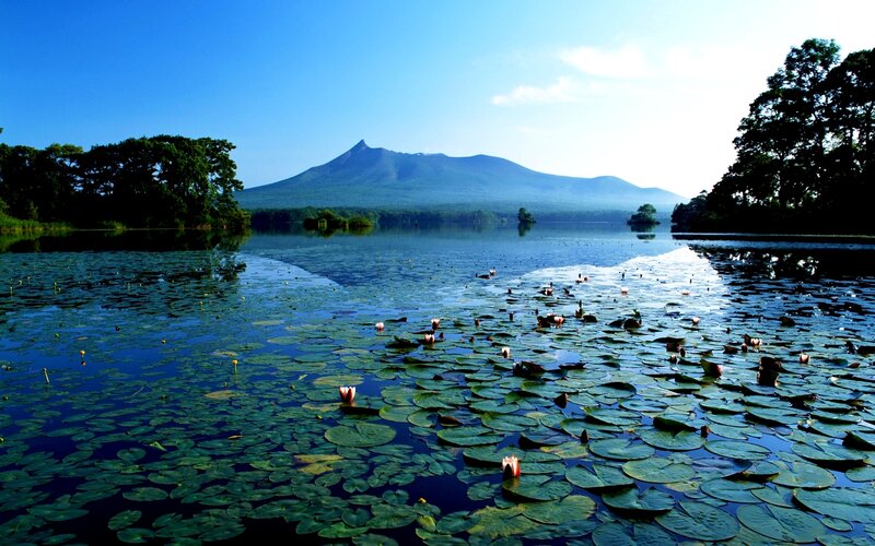 Lily Pads on Lake