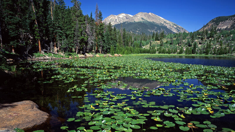 Lily Pads on Mountain Lake — Green, Serene