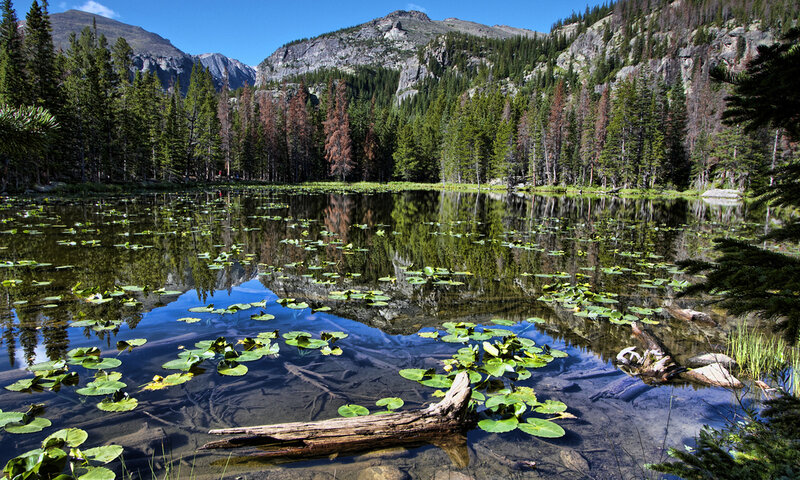 Lily Pads on Mountain Lake