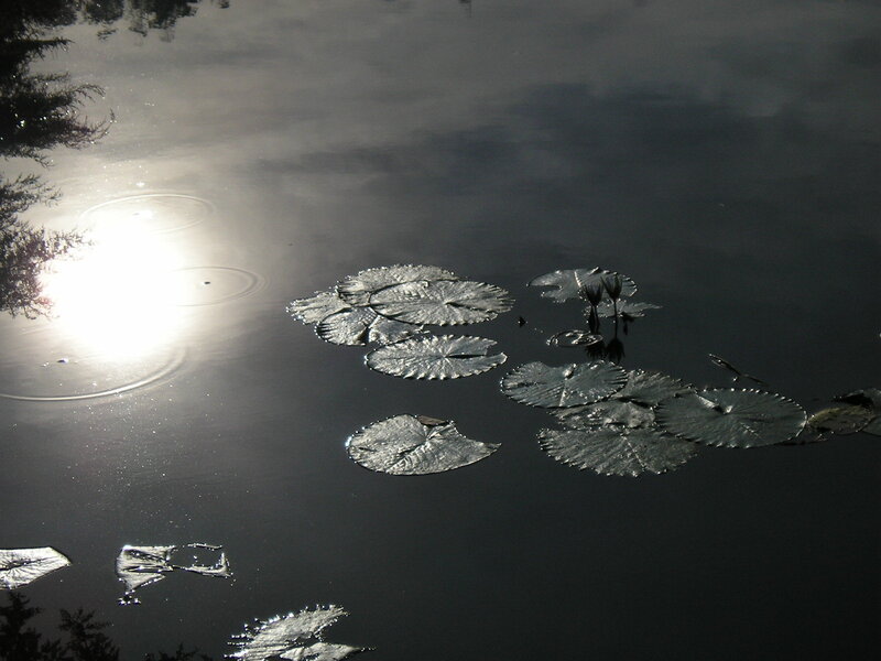 Lily Pads on Pond — Black