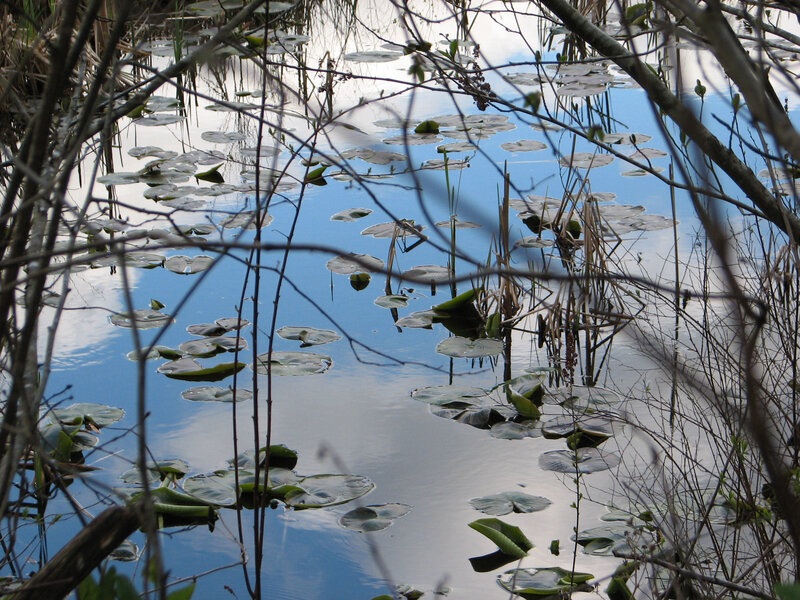 Lily Pads on Pond — Blue, Calm