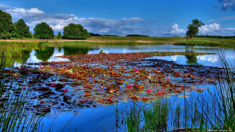 Lily Pads on Pond — Blue, Serene, Afternoon, Photograph, Trees, Sky, Grass
