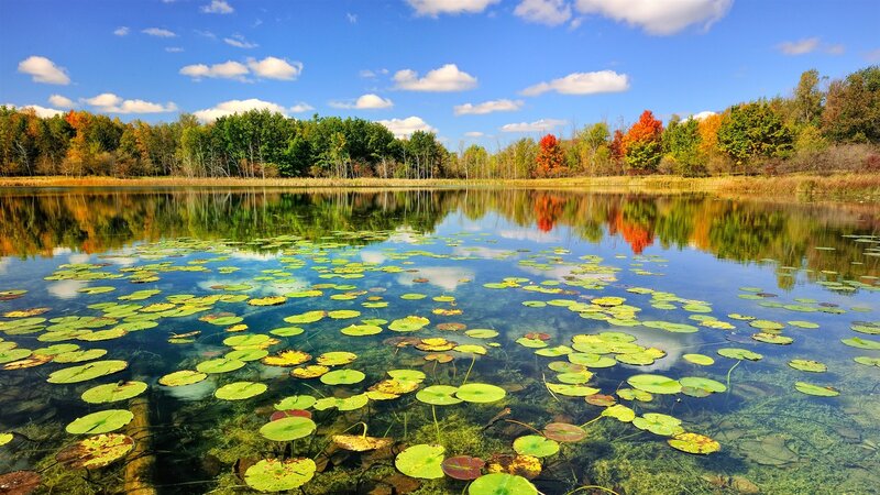 Lily Pads on Pond — Blue, Serene, Autumn, Photograph, Trees, Sky, Reflection