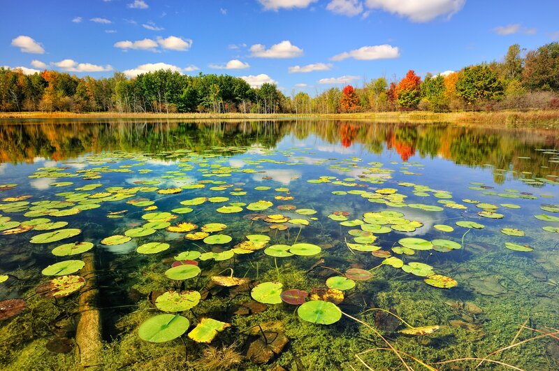 Lily Pads on Pond — Blue, Serene, Autumn, Photograph, Trees, Sky