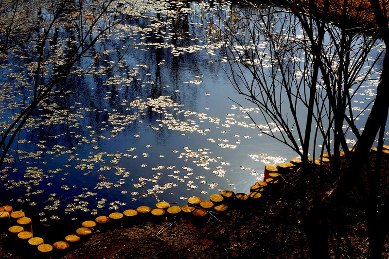 Lily Pads on Pond — Blue, Serene, Autumn