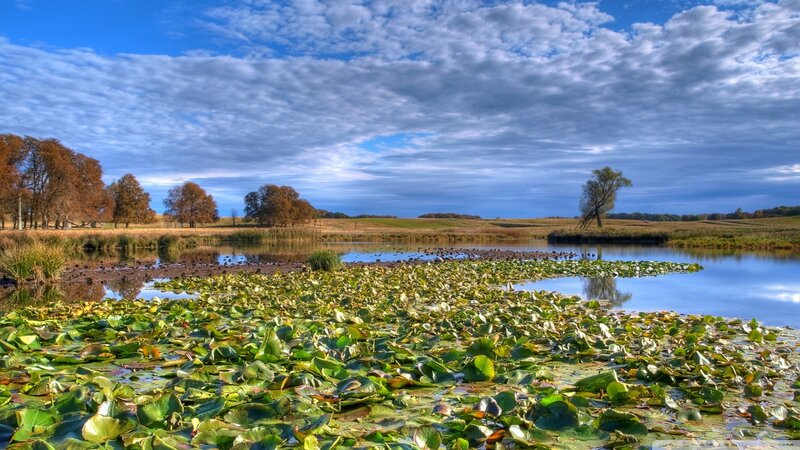 Lily Pads on Pond — Blue, Serene