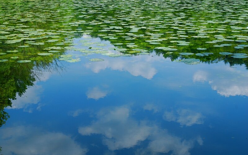 Lily Pads on Pond — Blue