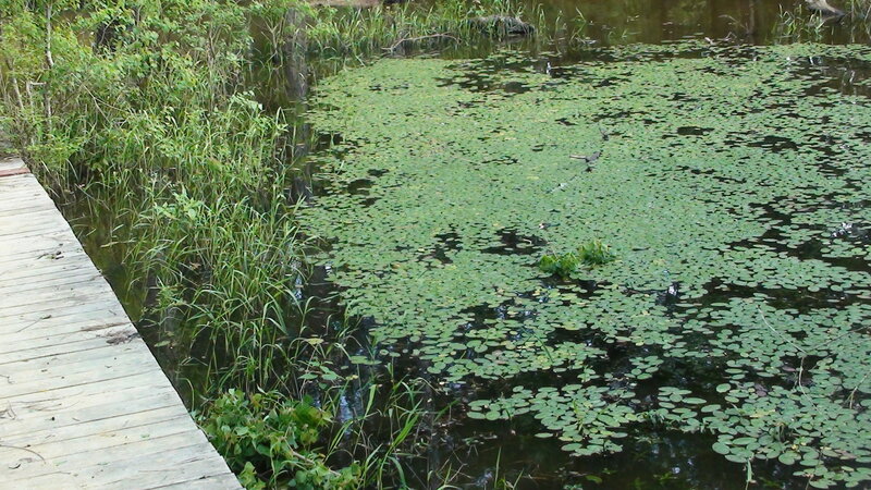 Lily Pads on Pond — Green, Calm