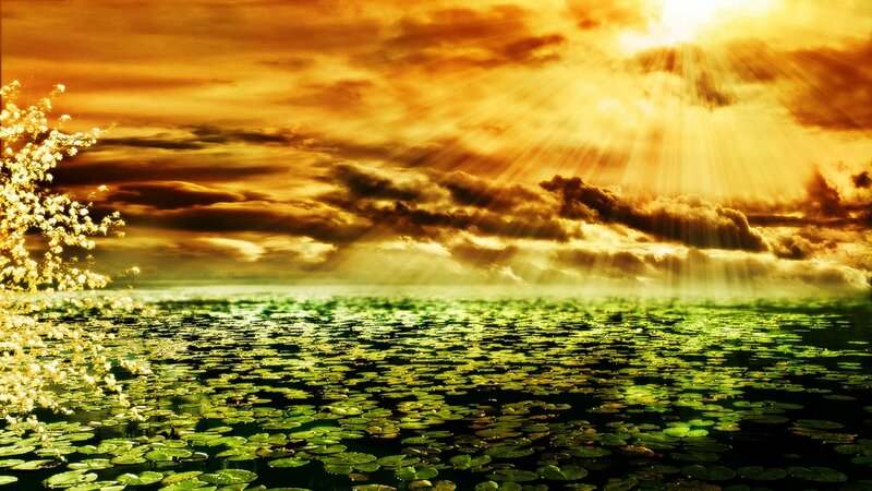 Lily Pads on Pond — Green, Dramatic