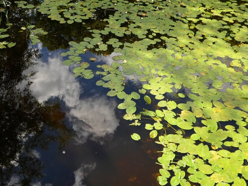 Lily Pads on Pond — Green, Serene, Afternoon, Photograph, Clouds