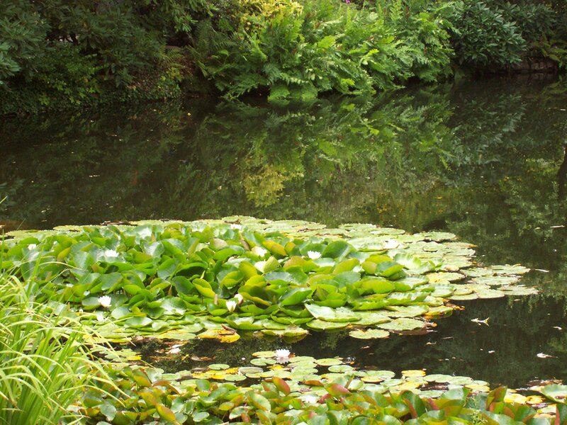 Lily Pads on Pond — Green, Serene, Afternoon, Photograph, Plants