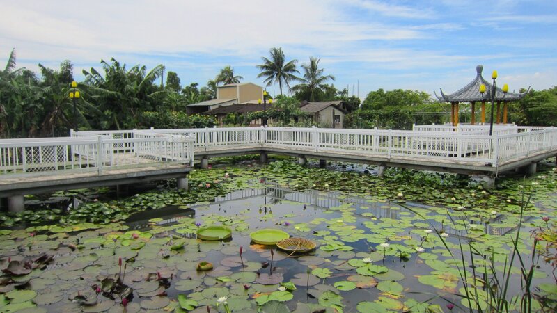 Lily Pads on Pond — Green, Serene, Afternoon, Photograph