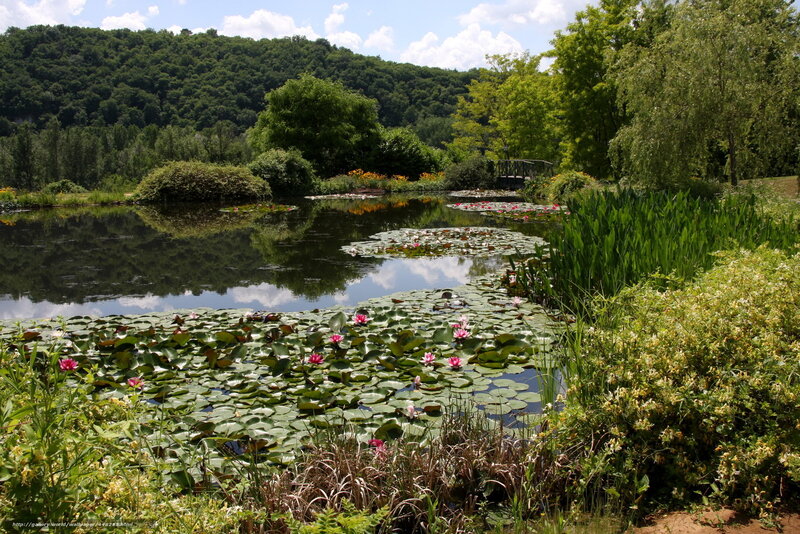 Lily Pads on Pond — Green, Serene, Afternoon, Photograph, Trees, Flowers