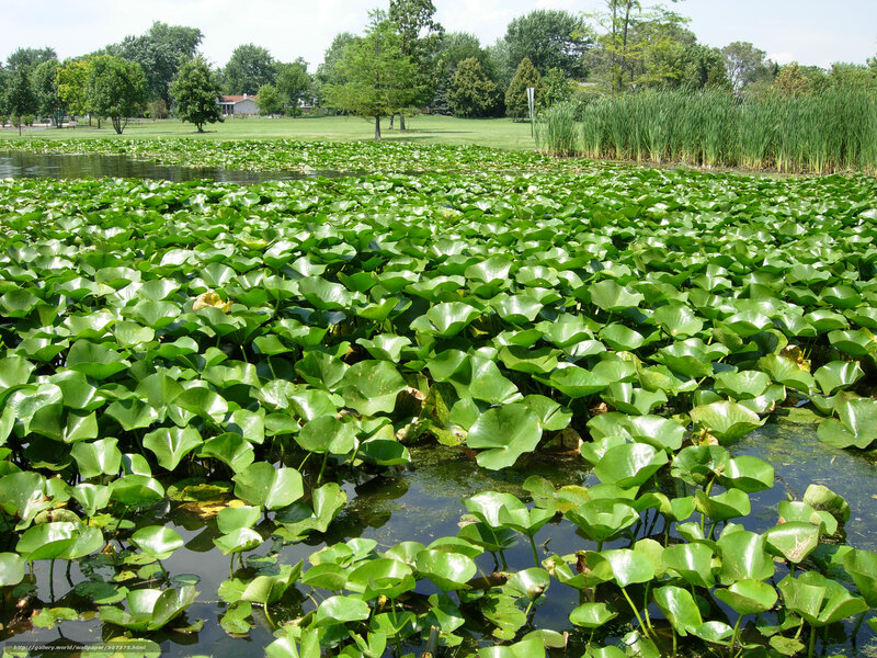 Lily Pads on Pond — Green, Serene, Afternoon, Photograph, Trees, Grass